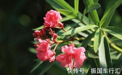 卧室千万要注意此几种花，非常多坏处，谁放谁后悔