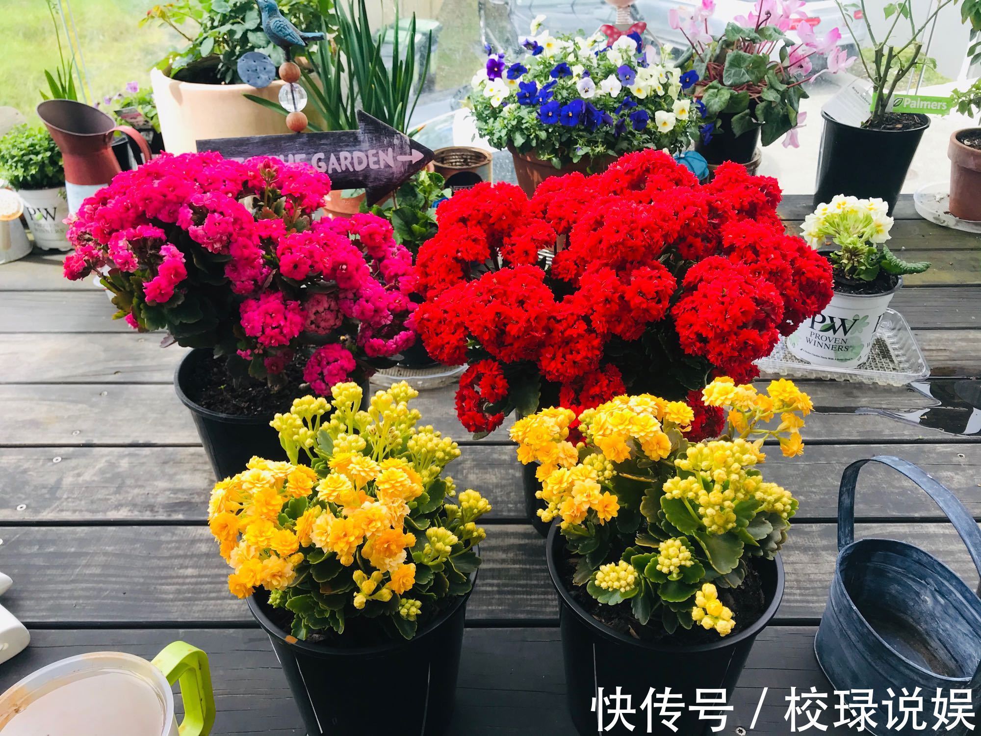 长寿花|八种花期超长的植物,个个花期半年以上,观赏价值高,室内也能养