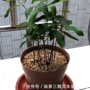 芒果|2种“贵”水果，果核别丢，扔在花盆里，变成小森林，果子随便摘