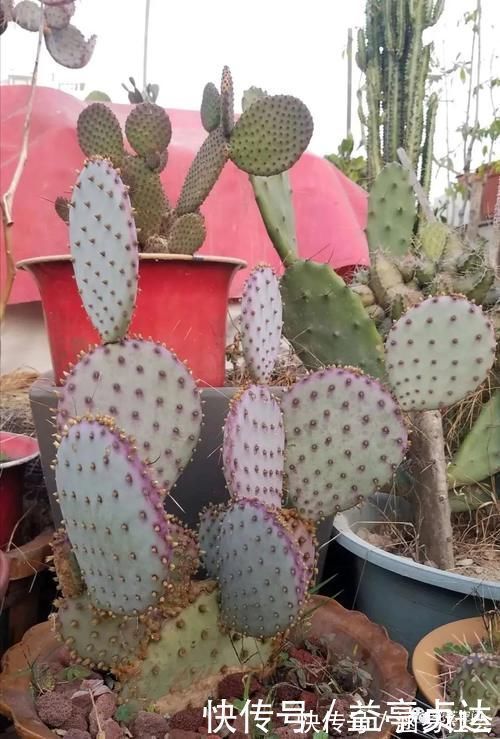 花根|这6种花,浇水越多死的越快,千万管住手,少浇水长得旺