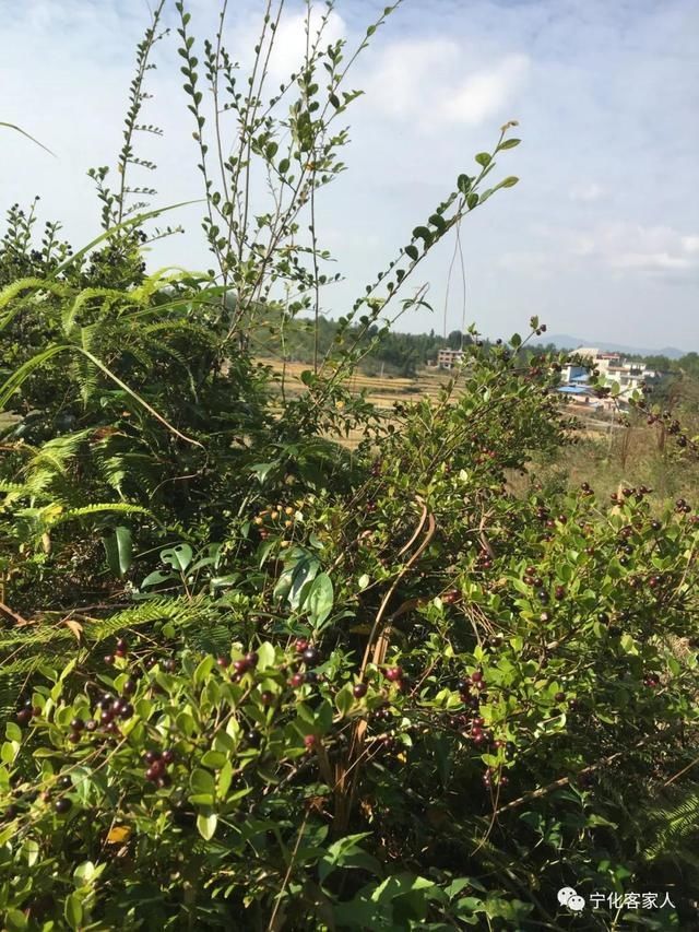 山里|农村大山里这种野果也成熟了，你吃过吗？