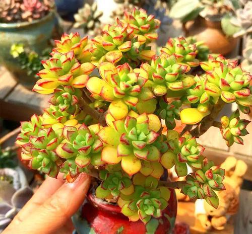 根系|露养的多肉浇水后，叶子发软奄奄一息，多半是3个原因导致