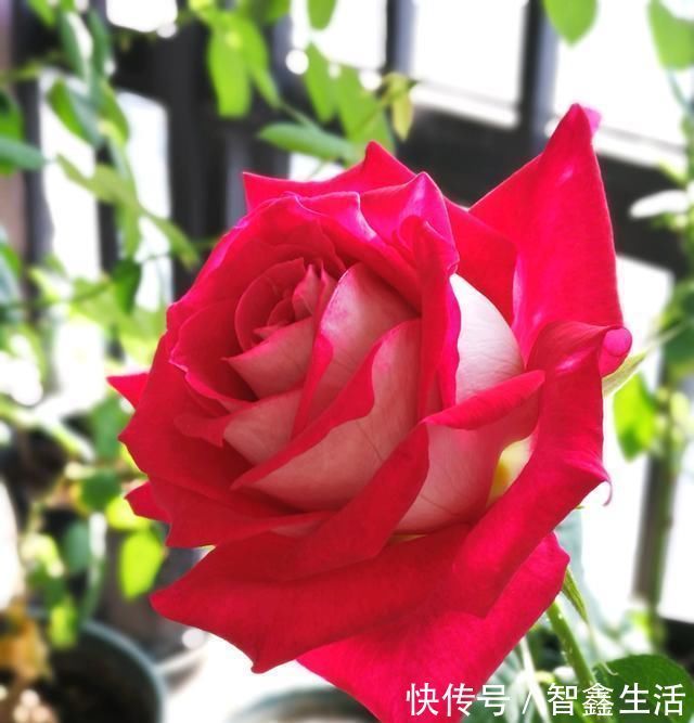 四季|资深花友说这款盆栽花，比玫瑰还漂亮，香气浓郁，四季都开花