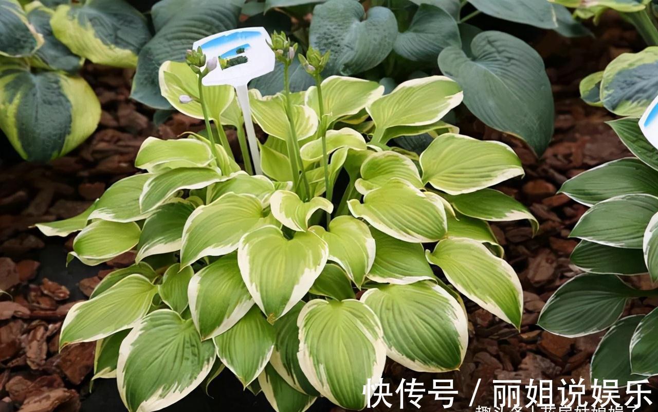 比较耐寒的11种花卉,有的能抵御“零下几十度”低温,漂亮又好养