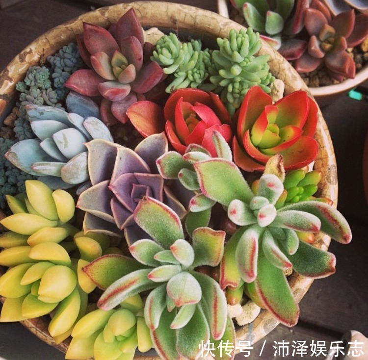 土壤|8月养多肉,出现3个“信号”要懂,要不腐烂、黄叶,剩下空盆