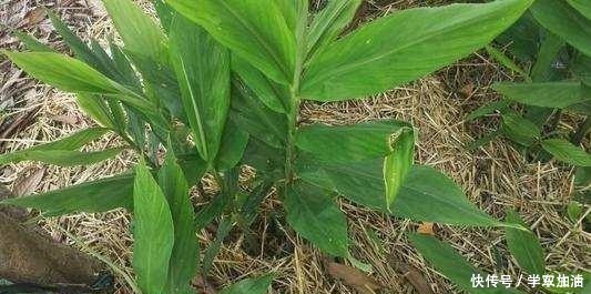农村|农村这种草，被称为“小人参”，浑身是宝却常被人当野草！