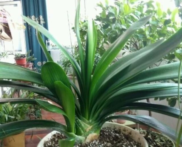 发现君子兰“鼓大包”,一定要重视,原因有3个,其中两个是惊喜