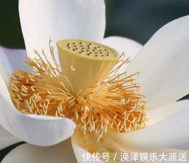 孝顺|孩子出生在阴历这3天,孝顺乖巧出人头地,父母享福生活美好