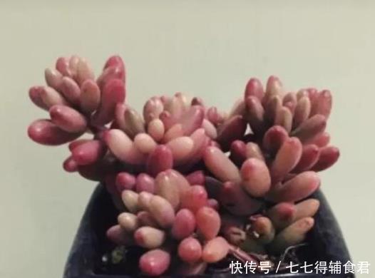生长快速的9种多肉,春天就养这些肉肉了,一年半载就能养爆盆