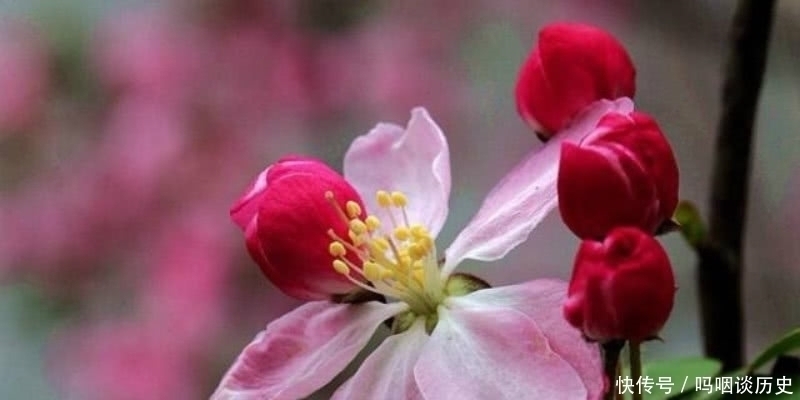 这首诗!李商隐的这首《花下醉》,也是难得的名篇,表达了一种无奈的人生