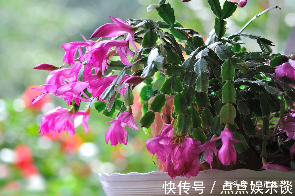蟹爪兰叶片发软用点“它”叶片坚挺，花朵爆盆