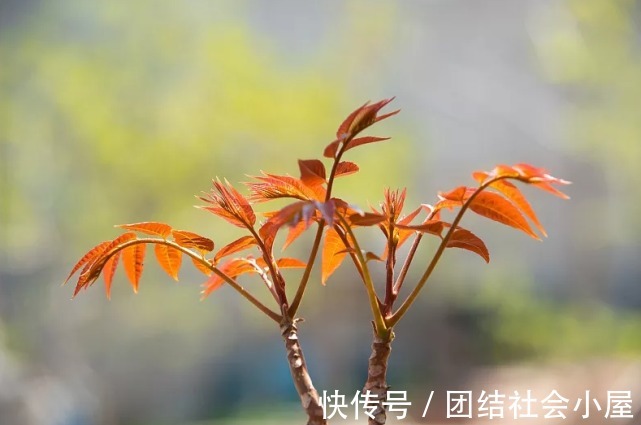 高血压人群|韭菜是高血压“发物”?医生:若想降血压,3种素食建议少吃