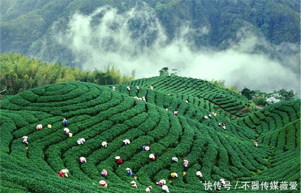 太仙了！古蔺竟然还藏着这样一片“世外茶园”