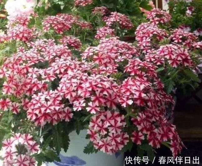 4种福运花,自带福气好养活,养在哪里都爆盆,好运到来