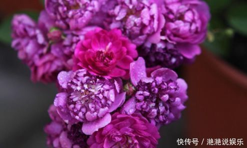 爆盆|喜欢玫瑰,不如试试“高档玫瑰”甜蜜马车,花团锦簇,花开爆盆美