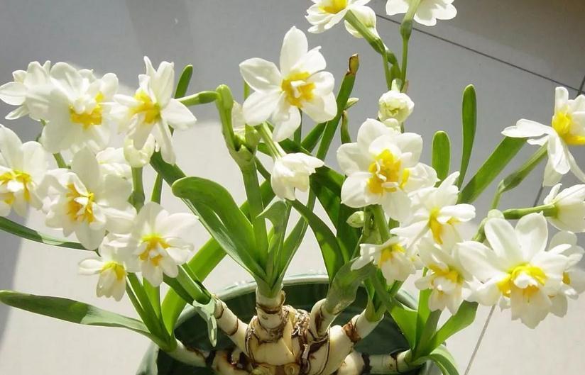 立冬养什么花合适？经验多的花匠爱推荐这4样，盆栽漂亮又好活