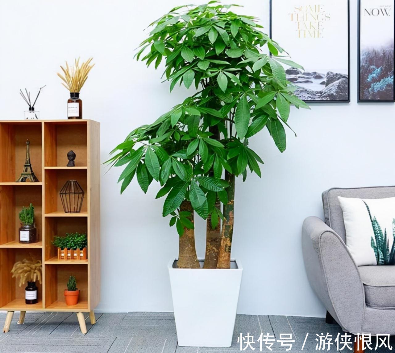 8种“招财树”,养在客厅里,高大笔挺,威武又气派,招财又旺宅