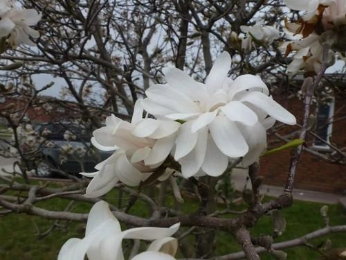 早春灿烂迷人的花树,路上开满一树的花你认得哪一种