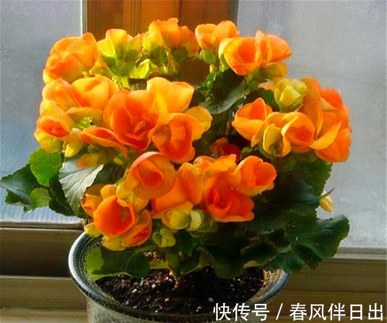 丽格海棠|适合9月养的花，花大色艳，爱开花，很漂亮，关键很好养