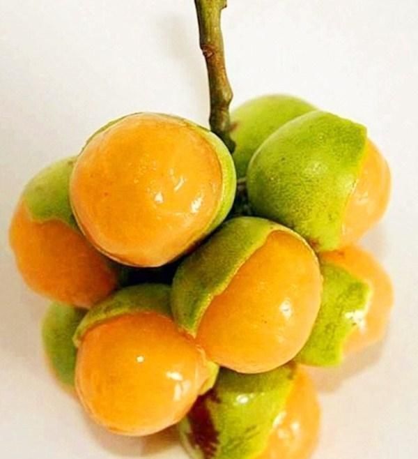  水果|4种“世界级”水果,土豪表示没吃过,网友最后一种让我想起了聊斋