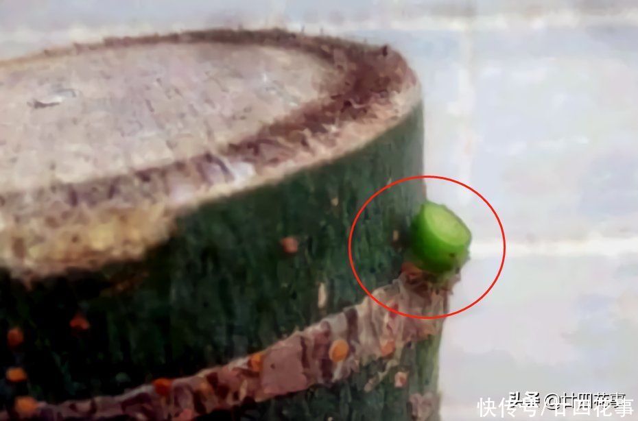 实用|发财树枝叶少不要急，用个小妙招，轻松“爆芽”，简单实用