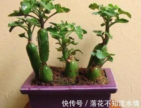 大姐上山溜达，无意捡到几根”黄瓜“，种院子几个月后，惊喜来了