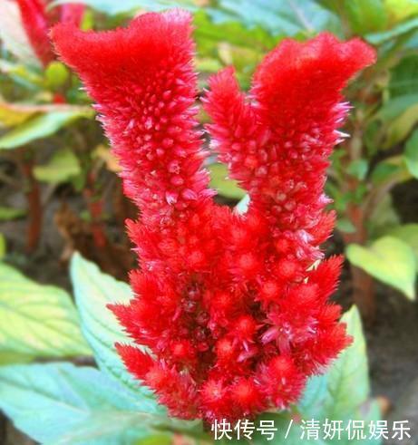 此花名字粗暴，不过却有着美丽的外表，所代表的是永恒的爱