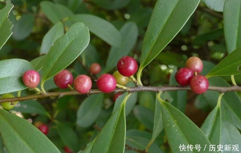 好消息：这野果成熟了，若遇节假日，请抽空采摘一些，益处很大