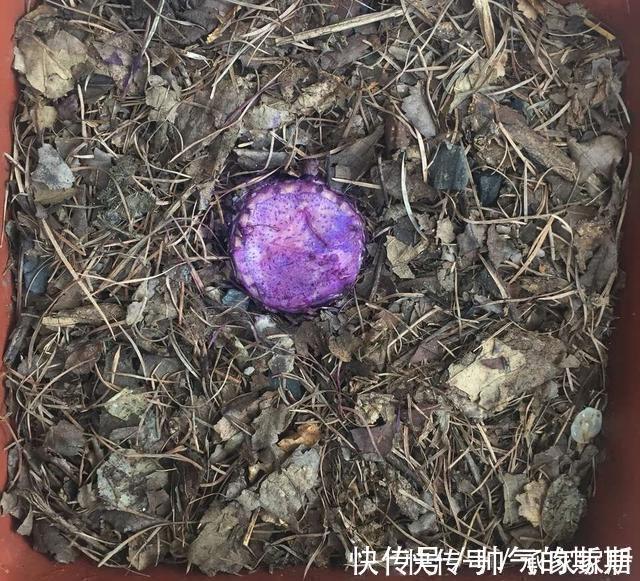 养护|李大姐养君子兰,开春切一刀,养60天,冒出9个芽,要爆盆了