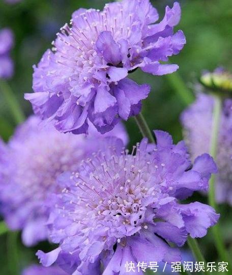 人称“山萝卜”，开起花来，却花大、颜色多，养一盆，四季有花看