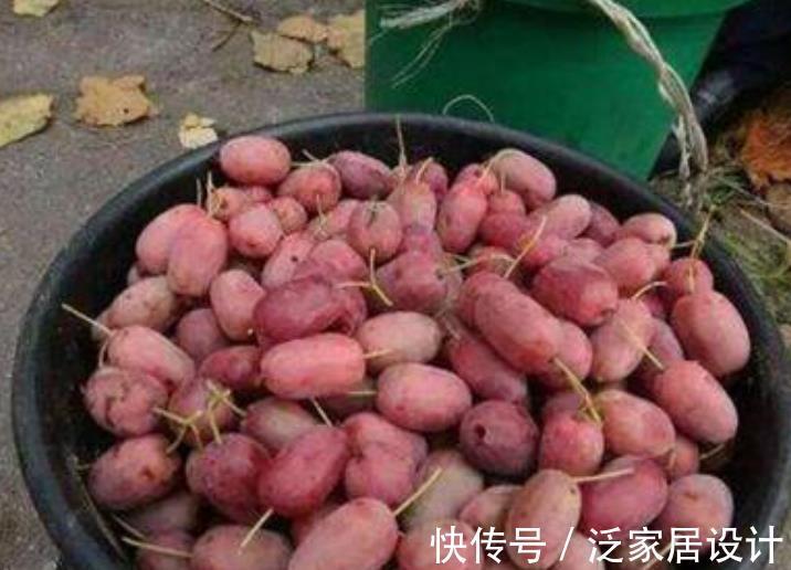 优点|院子里别养无花果树了，另一新品种果树更值得养，拥有5大优点