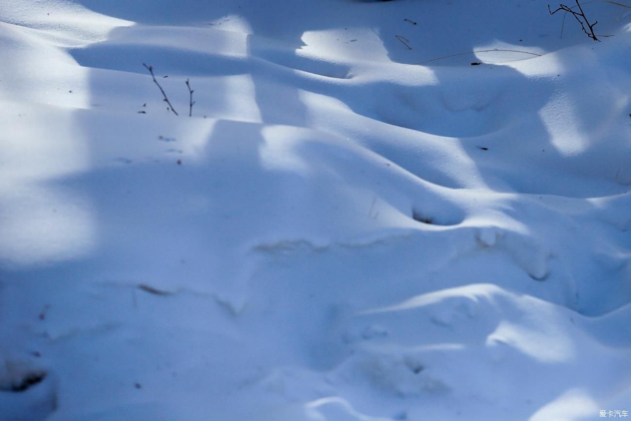 童话世界|【爱卡踏青季】穿行于乌兰布统洁白的童话世界②白桦林间