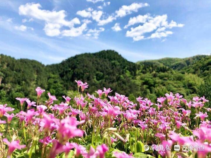 民宿|花开齐鲁｜章丘垛庄有一醉美民宿，每一个角度都是网红摆拍背景