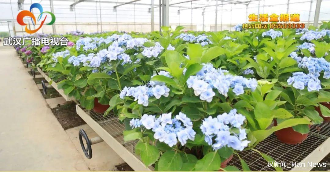 花球|想在自家养好绣球花 教你两招 花苞多开成花球