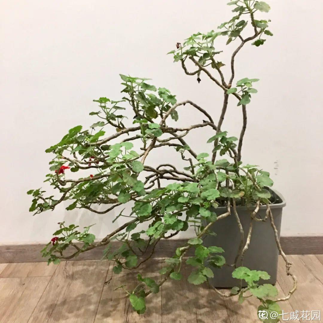 浇水|10种花要控水,天热反而不能浇,一浇水就死