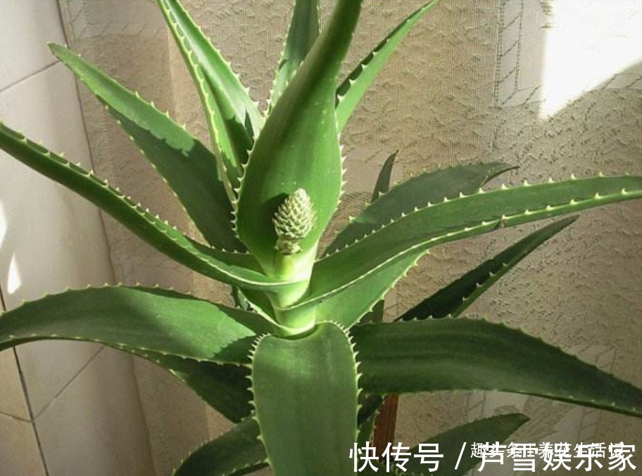 浇水|家中养芦荟,做好这“3点”后,新芽蹭蹭往外冒,叶子爆盆观赏强
