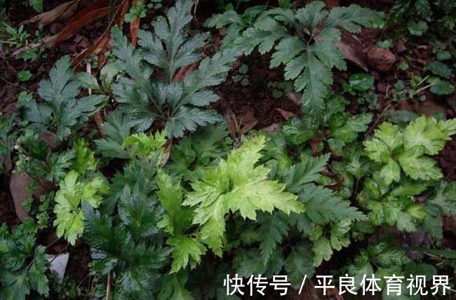 福音|失眠多梦者的福音!2味药的清代名方,让你倒头入睡,一觉到天亮