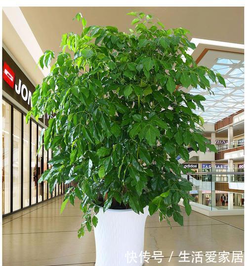 懒人|4种懒人树,浇水懒一些,种在小盆里,呼呼长不停,是盆栽佳品!