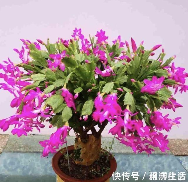 肥料|家里养蟹爪兰,提前准备3种肥料,到了9月开始“贴秋膘”