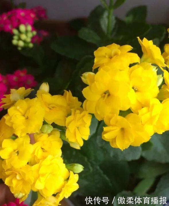 6种花,就得“穷着养”,花盆越小,长势越喜人!