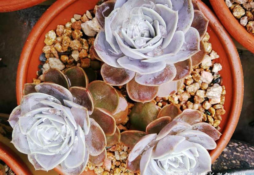 老桩|想听跟肉友分享多肉的故事？这必须有，而且还不少，但你有酒吗？