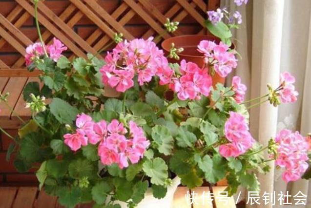 对于开花多次的盆栽，磷酸二氢钾要“搭配”使用，教你2个方法