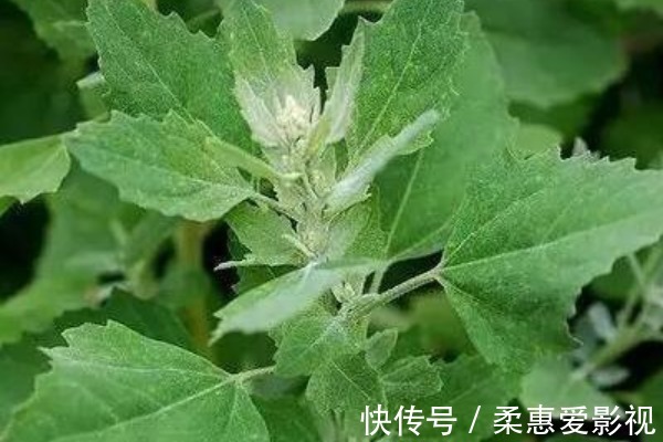 芋梗|吃药不如吃野菜,农村最常见的4种野菜,原来都是珍贵中草药!
