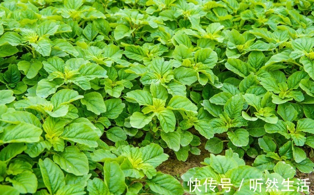 鱼腥草|66种野菜大图片，带你见识不同的野菜和吃法，你想要的野菜这里有