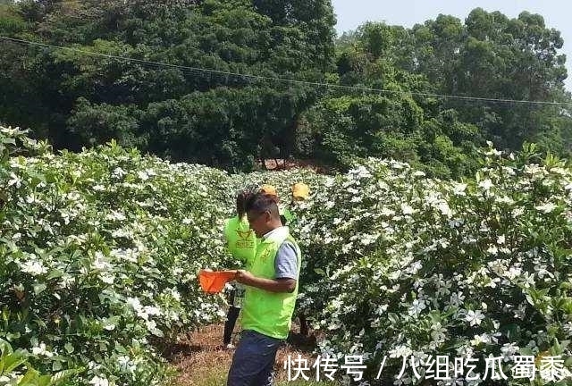 这6种花的寿命很长,养成“老桩”后,价值大增,越老“越值钱”