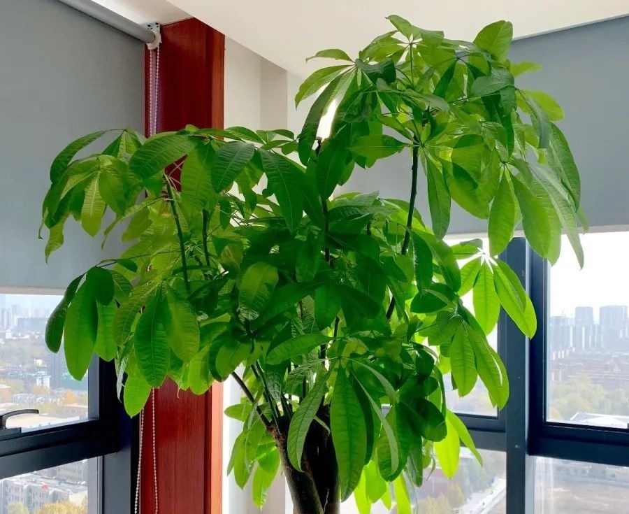 花养成光杆司令,别扔了、还有救,3天起死回生!