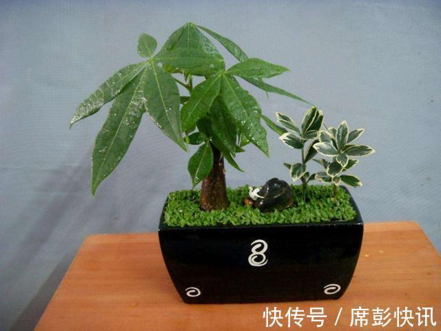 发财树最怕这几个点，平日养护要注意，不怕黄叶烂根养不活