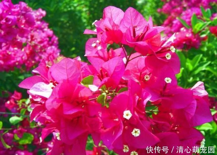 哈姆斯|阳台养花就选“4种”,个个好养、开爆盆,花色艳丽灿烂无双