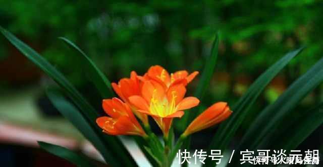 花苞|花匠严肃的说, 给君子兰这样洗个澡, 花苞蹭蹭长, 1年开花好几次!