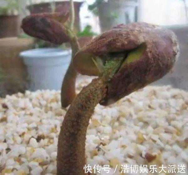 水果|3种“吃不起”的东西,捡“1颗”种子扔盆里,长成小树,结果能吃